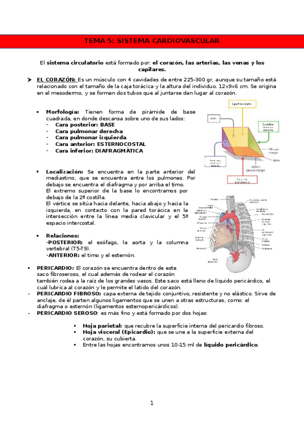Miniatura del documento SISTEMA-CARDIOVASCULAR.docx