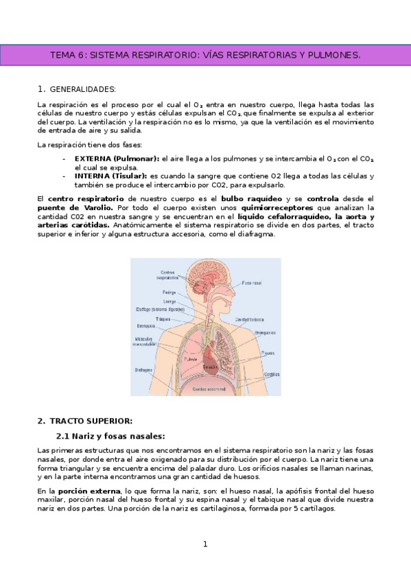 Miniatura del documento SISTEMA-RESPIRATORIO.docx