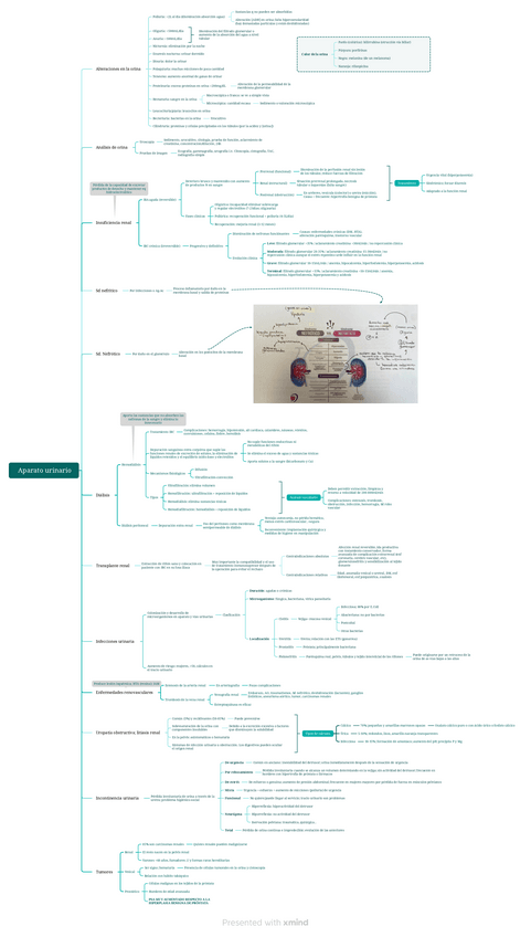 Miniatura del documento Aparato-urinario.pdf
