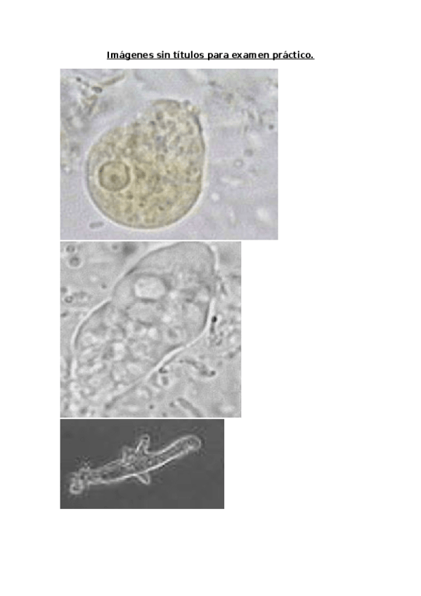 Miniatura del documento Imágenes sin títulos para examen práctico.docx