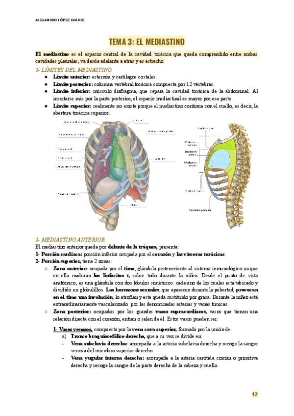 Miniatura del documento ANATOMIA-TEMA-3-EL-MEDIASTINO.pdf
