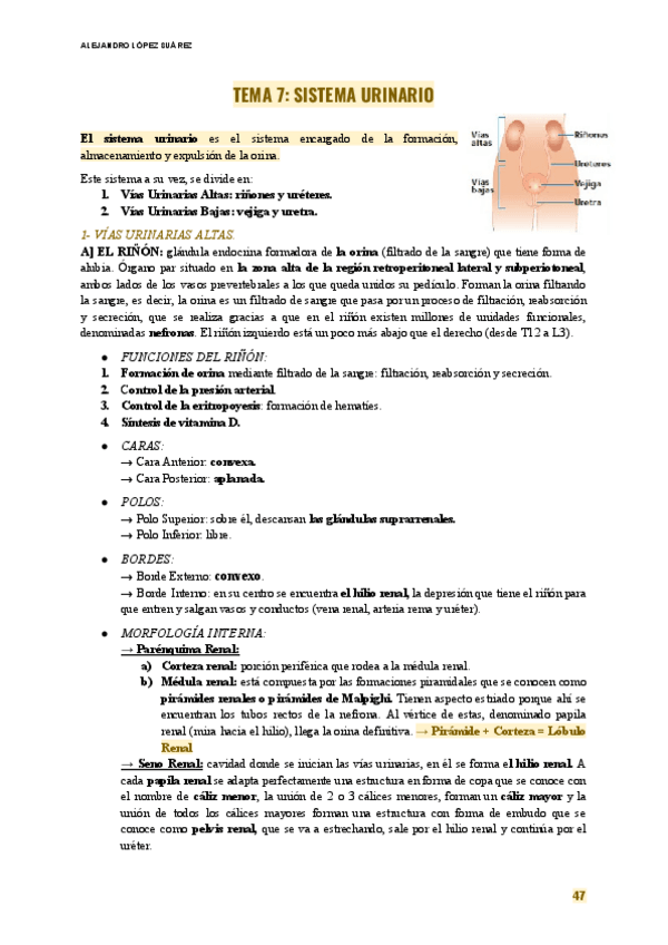 Miniatura del documento ANATOMIA-TEMA-7-SISTEMA-URINARIO.pdf