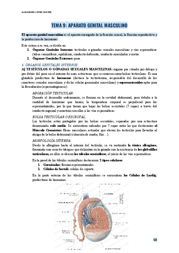 Miniatura del documento ANATOMIA-TEMA-9-APARATO-GENITAL-MASCULINO.pdf
