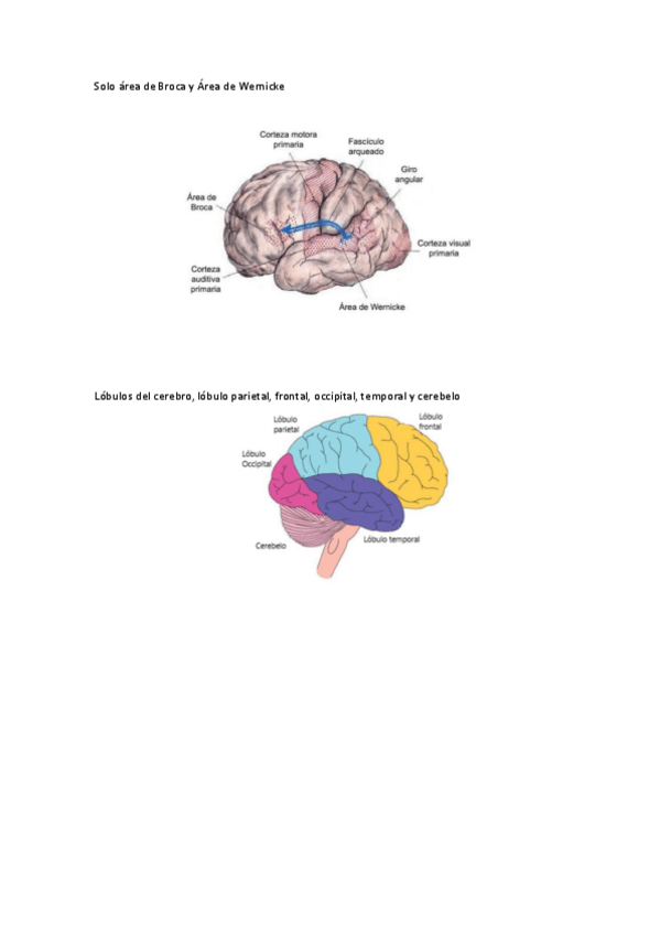 Miniatura del documento Zonas-cerebro-cerebelo-area-de-Wernicke-y-area-de-Broca.pdf