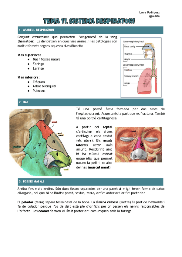 Miniatura del documento Tema-11-anatomia-Sistema-respiratori.pdf