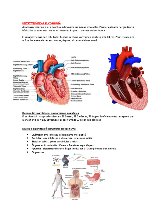 Miniatura del documento Unitat-tematica-I-El-cos-huma.pdf