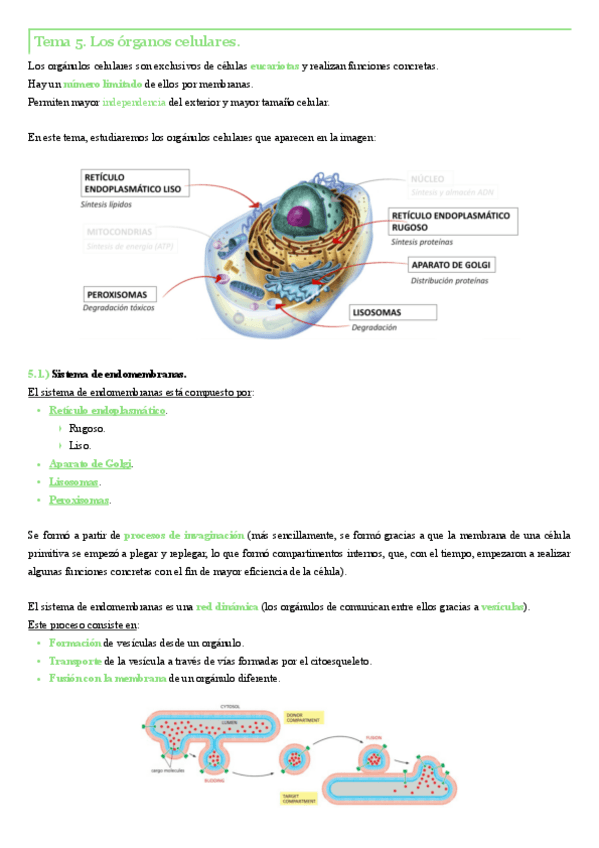 Miniatura del documento Tema-5.-Los-organulos-celulares.pdf