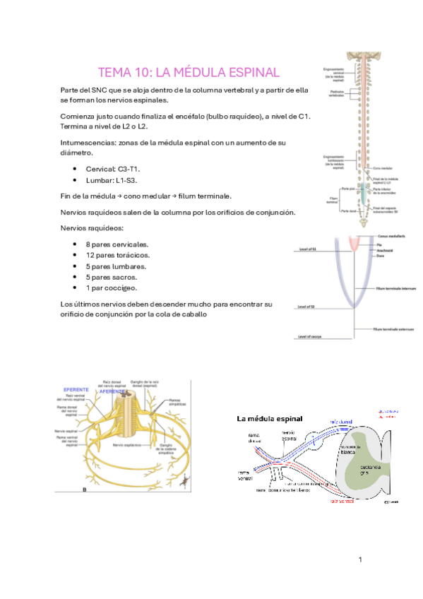 Miniatura del documento TEMA-10.pdf