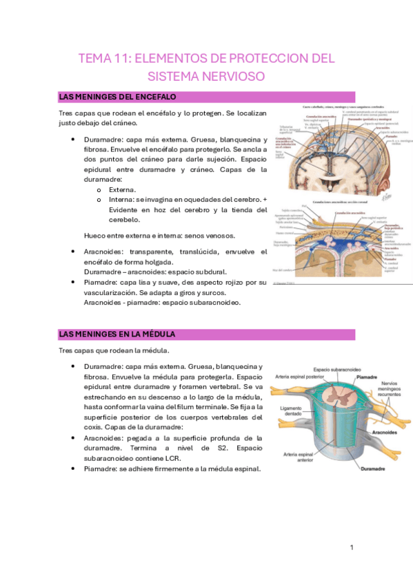 Miniatura del documento TEMA-11.pdf