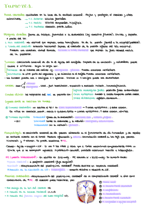 Miniatura del documento 2.4-Tumores.pdf