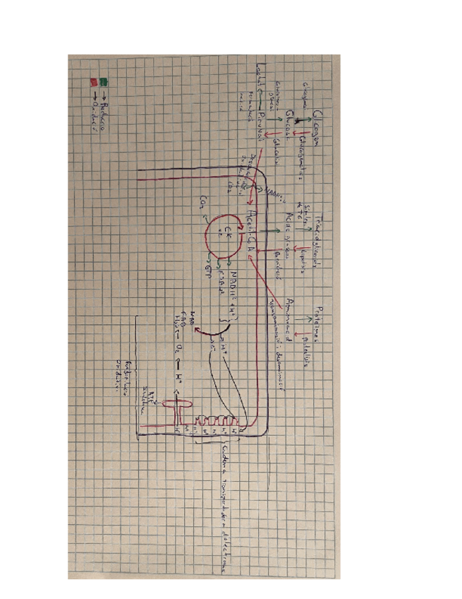 Miniatura del documento Esquema-metabolisme.pdf