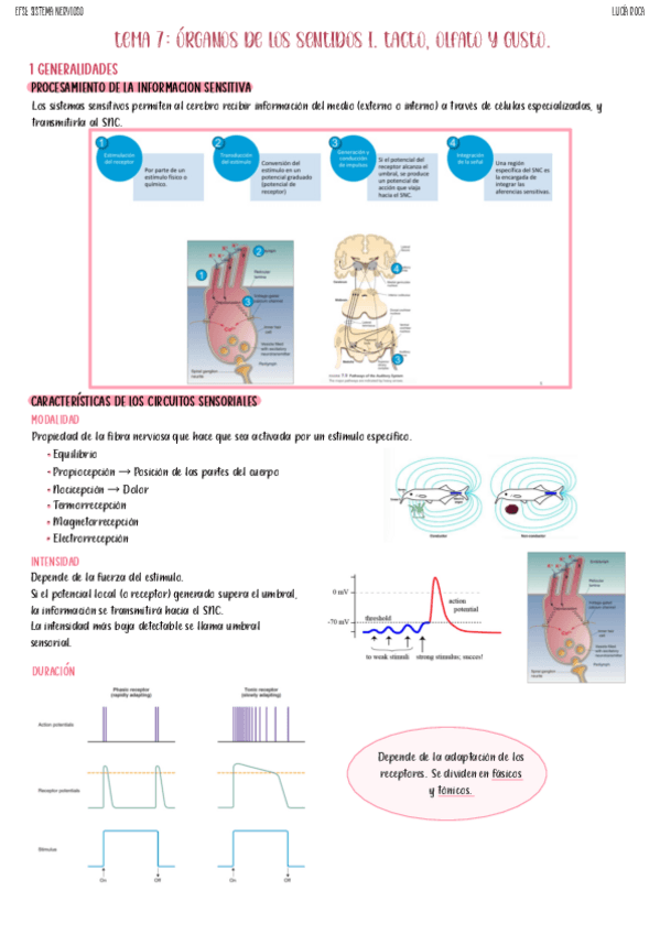 Miniatura del documento tema-7-nervioso.pdf