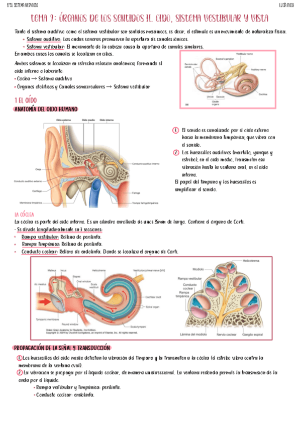 Miniatura del documento tema-9-nervioso.pdf