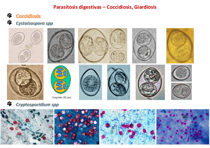 Miniatura del documento TODO-PRACTICAS-Enfermedades-Parasitarias.pdf
