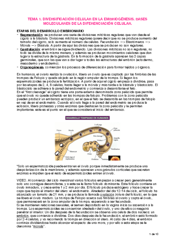 Miniatura del documento Apuntes T1 Embriogénesis.pdf