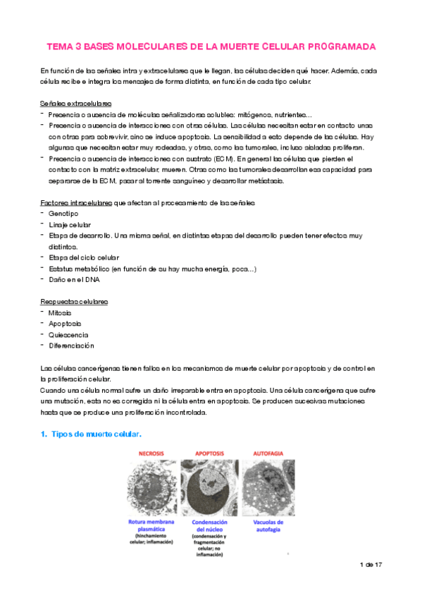 Miniatura del documento Apuntes T3 Apoptosis.pdf
