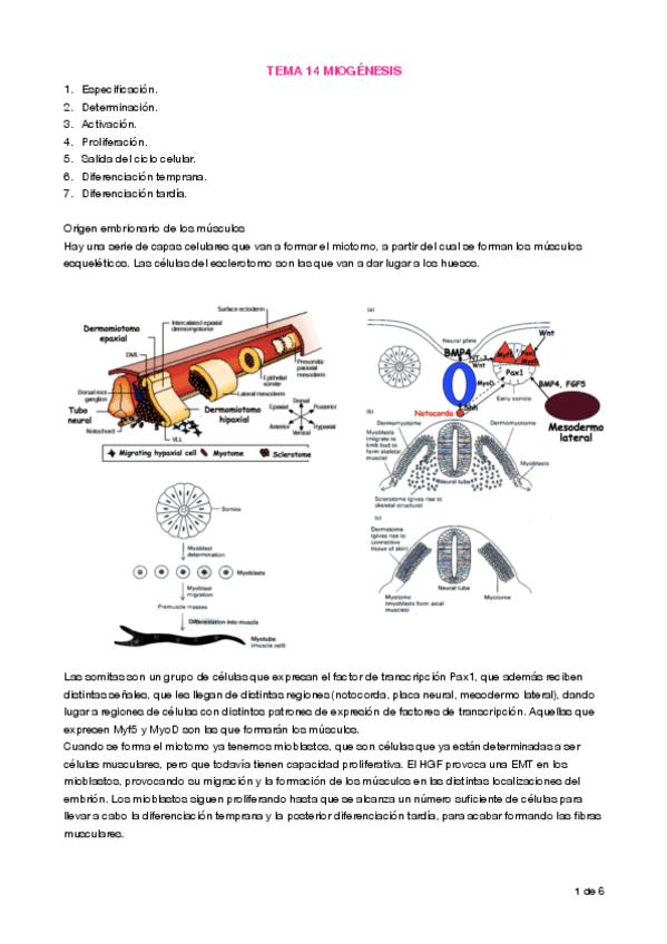 Miniatura del documento Apuntes T14 Miogénesis.pdf