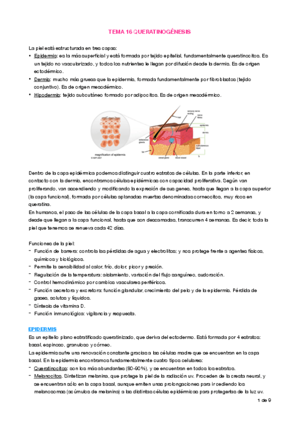 Miniatura del documento Apuntes T16 Queratinogénesis.pdf