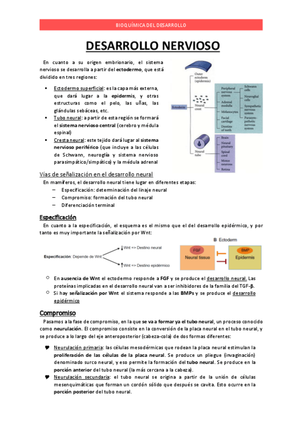Miniatura del documento Apuntes T18 Desarrollo nervioso.pdf