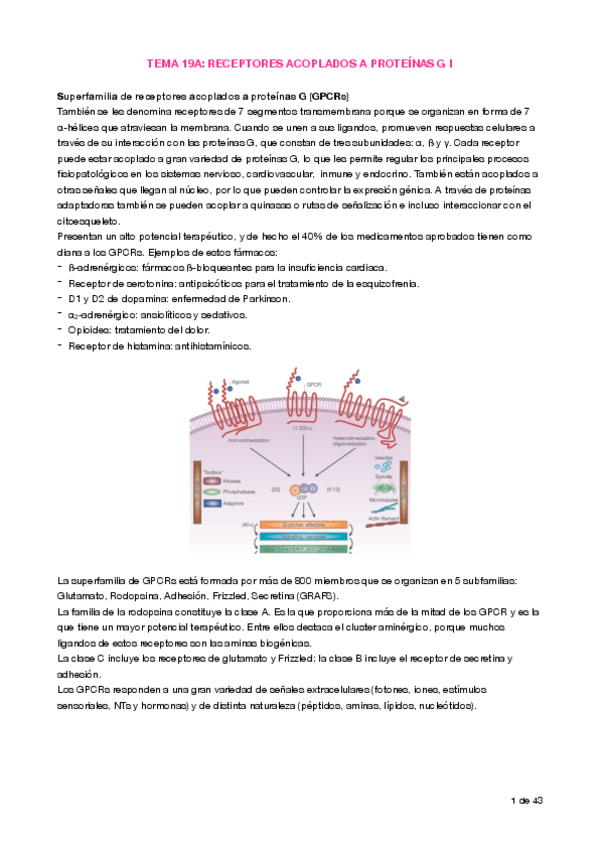 Miniatura del documento Tema 19 GPCR- adrenérgicos, muscarínicos, dopamina.pdf