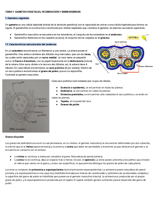 Miniatura del documento HISTOLOGIA-vegetal-1o-parte-hasta-el-tema-4.pdf