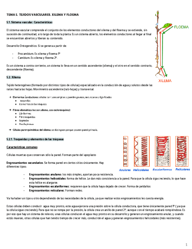 Miniatura del documento HISTOLOGIA-vegetal-2o-parte-desde-el-tema-5.pdf
