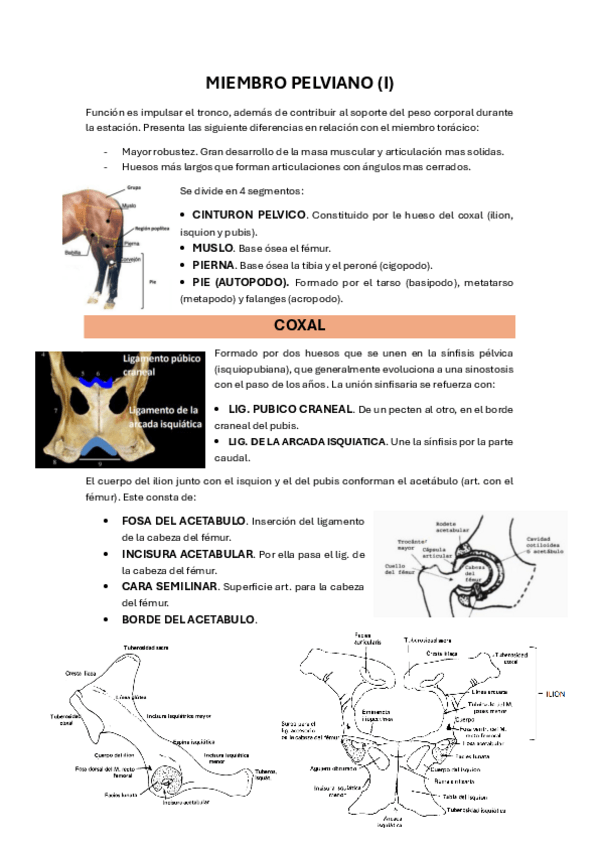 Miniatura del documento 18.-MIEMBRO-PELVIANO-I.pdf