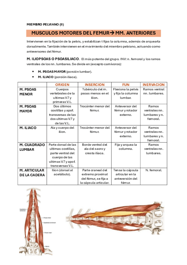 Miniatura del documento 19.-MIEMBRO-PELVIANO-II.pdf