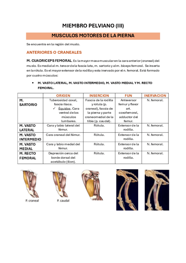 Miniatura del documento 20.-MIEMBRO-PELVINAO-III.pdf