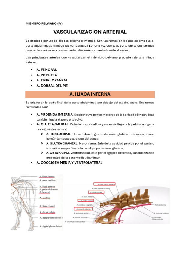 Miniatura del documento 21.-MIEMBRO-PELVIANO-IV.pdf