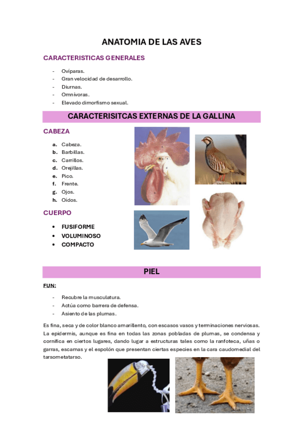 Miniatura del documento 23.-ANATOMIA-DEL-AVE.pdf