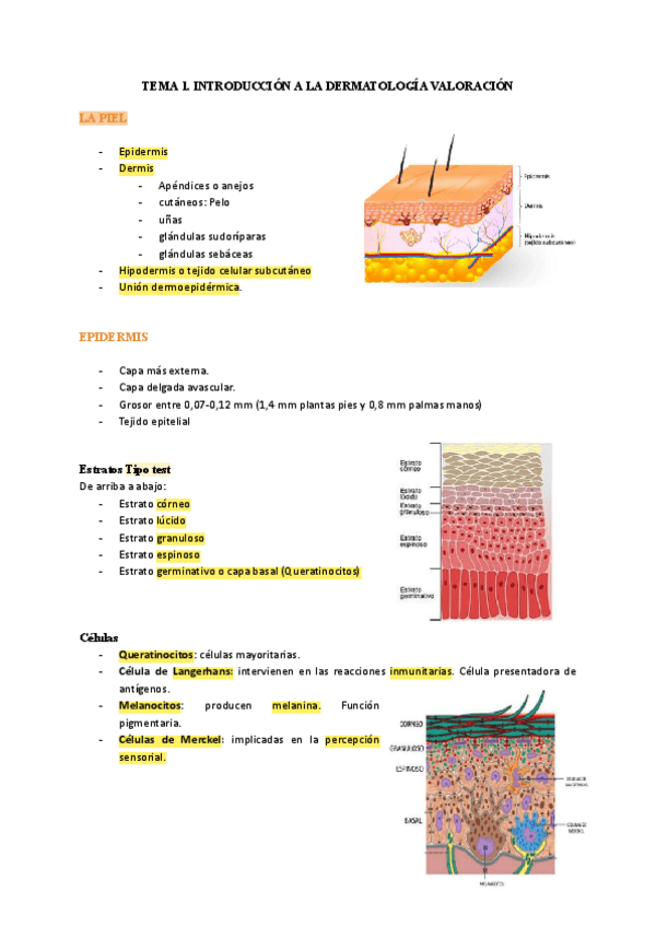 Miniatura del documento TEMA-1.-INTRODUCCION-A-LA-DERMATOLOGIA-VALORACION-1.pdf