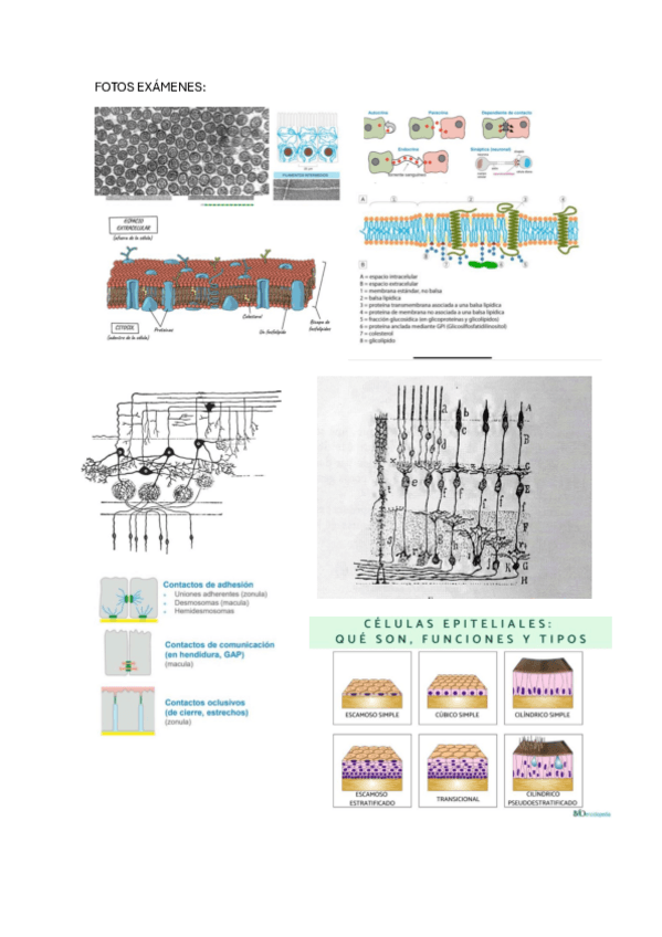 Miniatura del documento Fotos-que-han-caido-en-todos-los-examenes-de-histo.pdf
