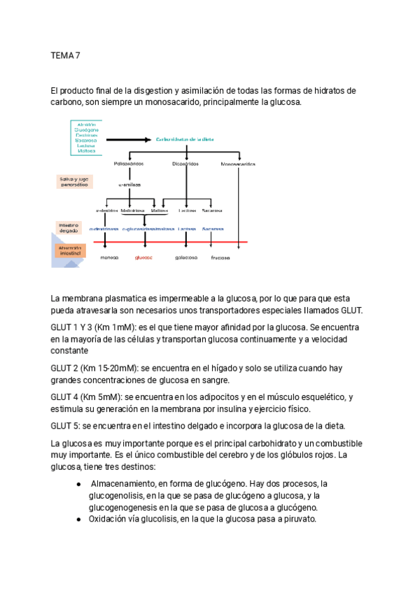 Miniatura del documento RESUMEN-BIOQUIMICA-TEMA-7.pdf
