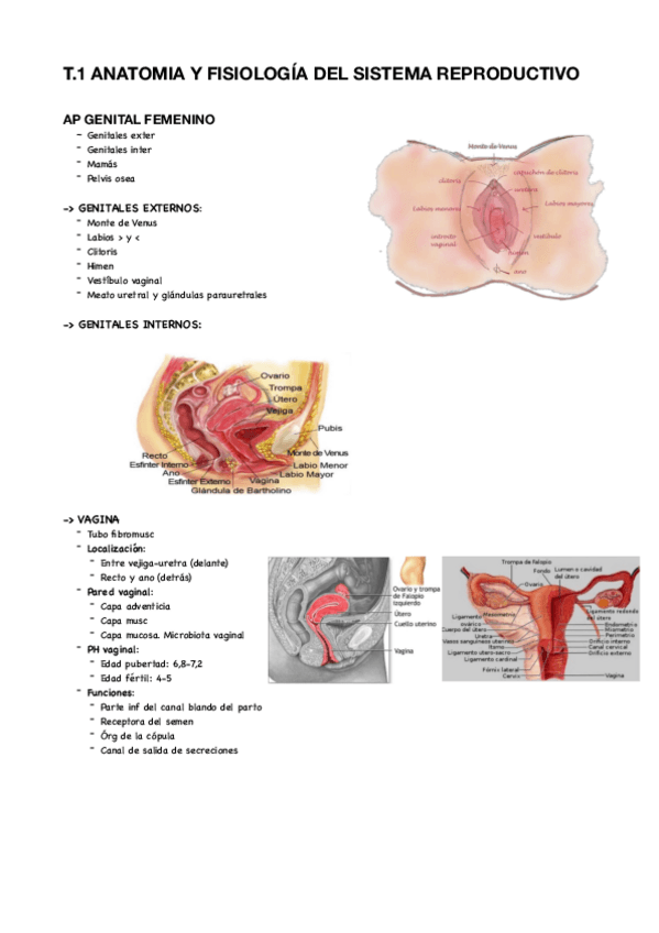Miniatura del documento T1-materno.pdf