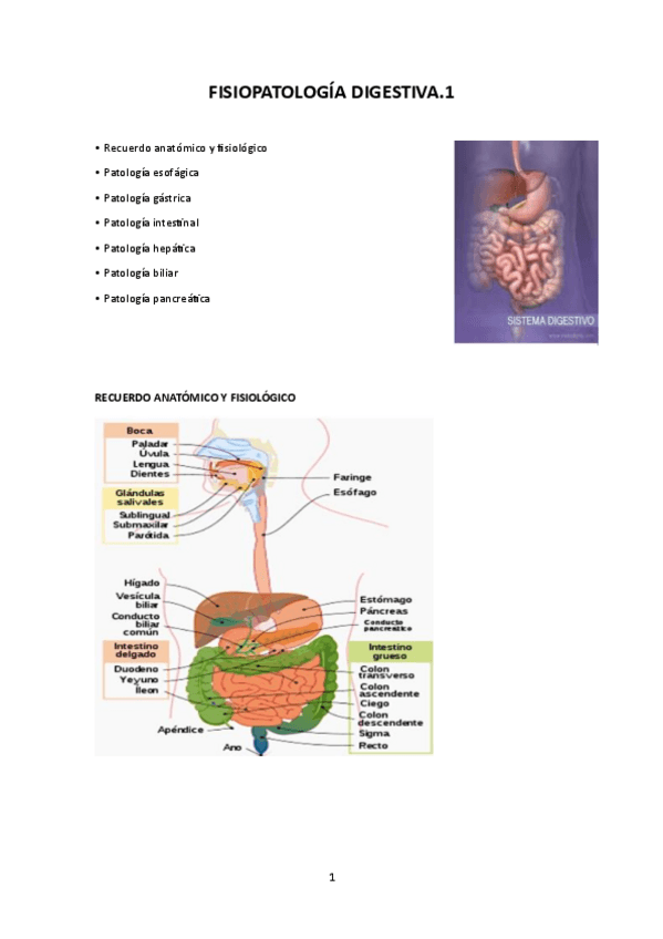 Miniatura del documento FISIOPATOLOGIA-DIGESTIVA-1.pdf