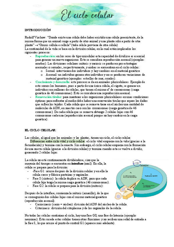 Miniatura del documento T4-Ciclo-celular.pdf