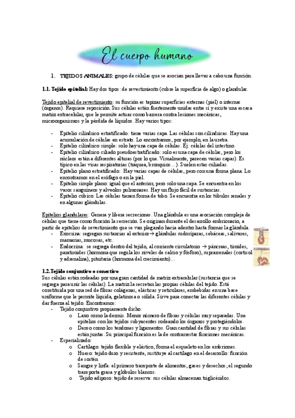 Miniatura del documento T5-El-cuerpo-humano.pdf