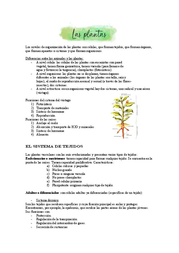 Miniatura del documento T6-Las-plantas.pdf