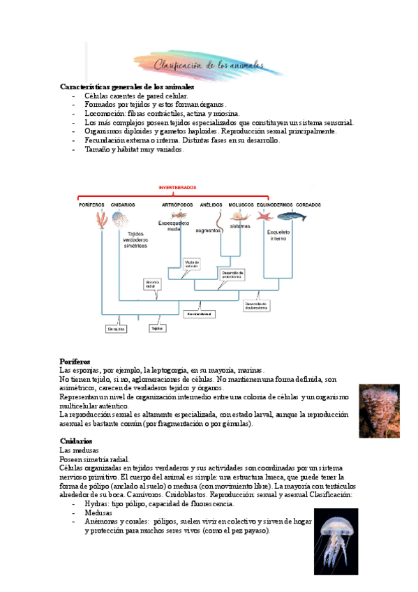Miniatura del documento T9-Clasificacion-de-los-animales.pdf