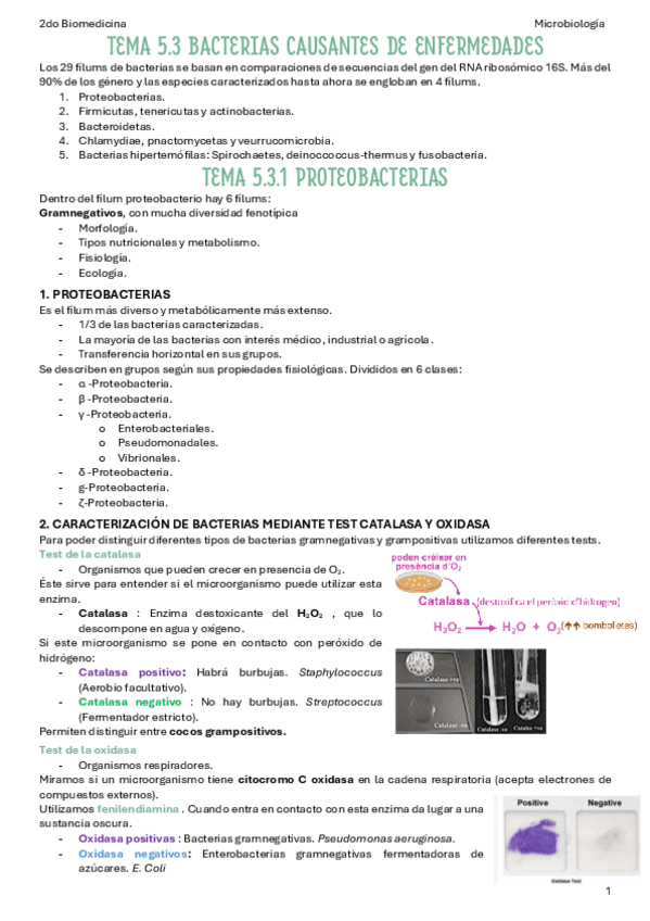 Miniatura del documento T5.3.1-Bacterias-causantes-de-enfermedades.pdf