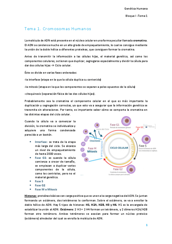 Miniatura del documento Tema 1. Cromosomas humanos.pdf