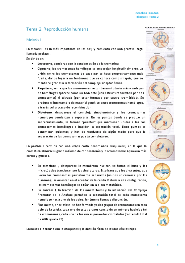 Miniatura del documento Tema 2. Reproducción Humana.pdf