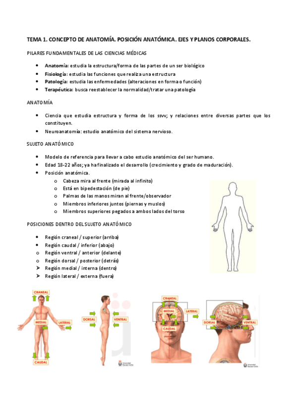 Miniatura del documento TEMA-1.-AN.-CONCEPTO-DE-ANATOMIA.-POSICION-ANATOMICA.-EJES-Y-PLANOS-CORPORALES..pdf