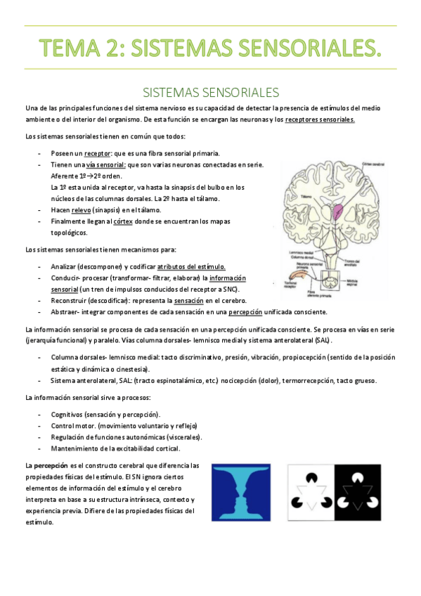 Miniatura del documento TEMA-2.-SISTEMAS-SENSORIALES.pdf