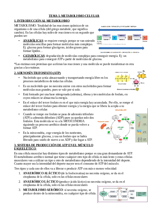 Miniatura del documento TEMA-3.pdf