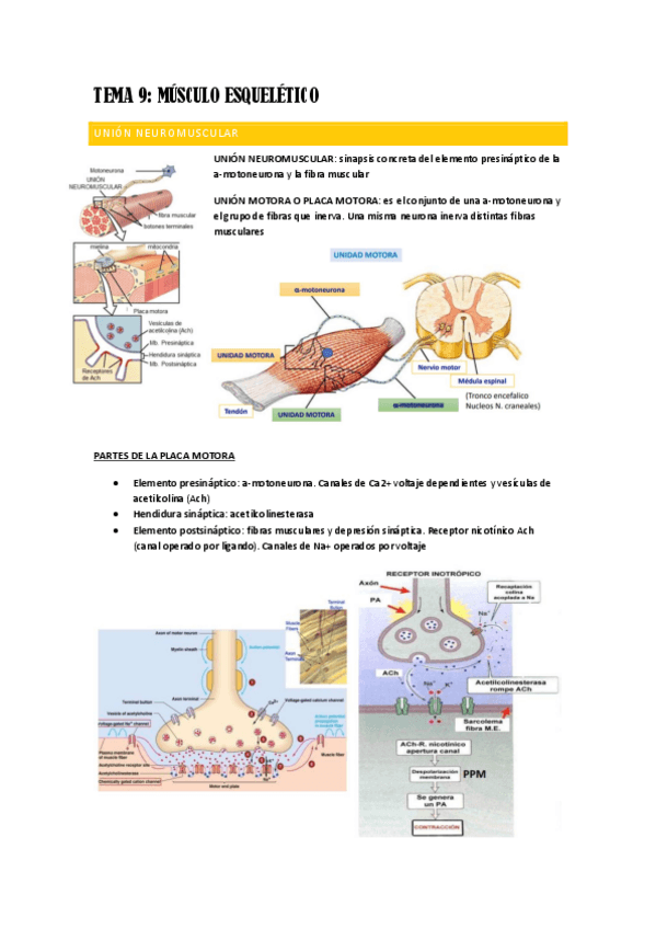 Miniatura del documento TEMA-9-FISIO.pdf
