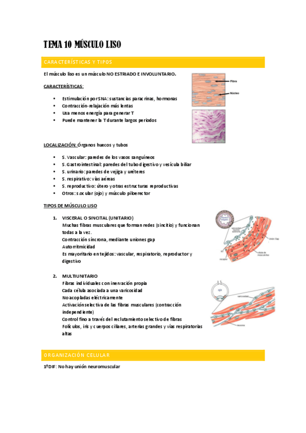 Miniatura del documento TEMA-10-MUSCULO-LISO.pdf