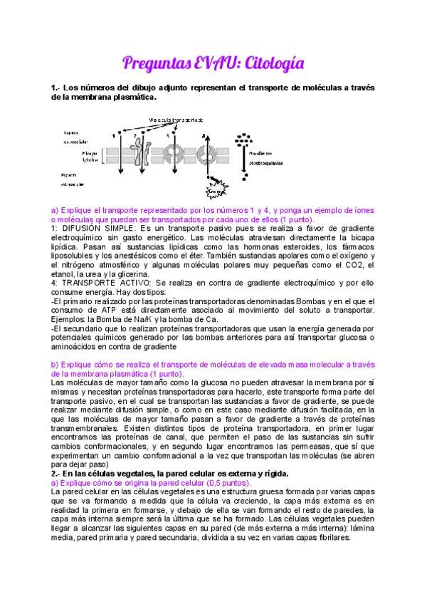 Miniatura del documento Preguntas-evau-citologia.pdf