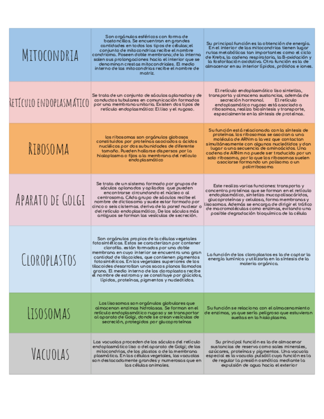 Miniatura del documento Los-Organulos-sus-caracteristicas-y-funciones.-Hoja-1.pdf